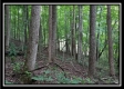 Tract 1 - Hampton Woods property photo