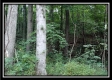 Tract 1 - Hampton Woods property photo
