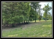 More of The Woods at Harmony Pond