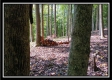 Tract 2 - Hampton Woods property photo