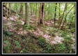 Tract 2 - Hampton Woods property photo