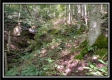 Tract 2 - Hampton Woods property photo