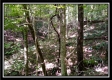 Tract 2 - Hampton Woods property photo