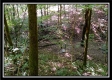 Tract 2 - Hampton Woods property photo