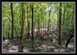 Tract 2 - Hampton Woods property photo