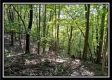 Tract 2 - Hampton Woods property photo