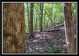 Tract 2 - Hampton Woods property photo