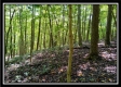 Tract 2 - Hampton Woods property photo
