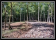 More of Tract 2 - Hampton Woods