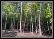 Tract 2 - Hampton Woods property photo