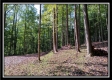 Tract 2 - Hampton Woods property photo