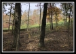 More of Tract 3 - Perry Oaks