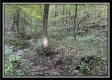 Tract 3 - The Woods at Blue Rock property photo