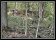 Tract 3 - The Woods at Blue Rock property photo