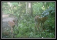 Tract 3 - The Woods at Blue Rock property photo