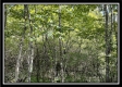 Tract 4 - The Woods at Blue Rock property photo