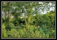 More of Tract 6 - The Views at Deer Ridge