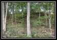 More of Tract 6 - The Woods at Blue Rock