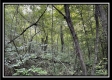 Tract 6 - The Woods at Blue Rock property photo