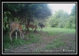 More of Tract 6 - The Woods at Blue Rock