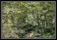 Tract 10 - The Woods at Blue Rock property photo