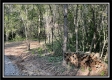 Tract 11 - The Woods at Blue Rock property photo