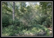 More of Tract 11 - The Woods at Blue Rock