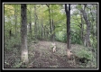 Tract 6 - The Woods at Ridgeview property photo