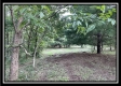 More of Tract 6 - The Woods at Ridgeview