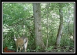More of Tract 13 - The Woods at Blue Rock