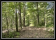 Tract 14 - The Woods at Blue Rock property photo
