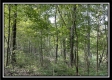 Tract 14 - The Woods at Blue Rock property photo