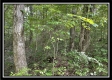 Tract 14 - The Woods at Blue Rock property photo