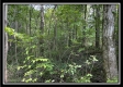 Tract 14 - The Woods at Blue Rock property photo
