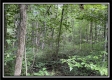 Tract 14 - The Woods at Blue Rock property photo