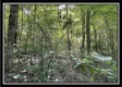 Tract 14 - The Woods at Blue Rock property photo