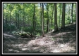 Tract 2 - Bohemian Woods property photo