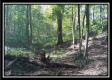 Tract 2 - Bohemian Woods property photo