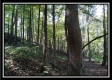 Tract 2 - Bohemian Woods property photo