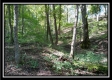 Tract 2 - Bohemian Woods property photo