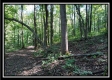 Tract 2 - Bohemian Woods property photo