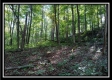 Tract 2 - Bohemian Woods property photo