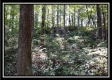 Tract 2 - Bohemian Woods property photo
