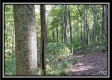 More of Tract 2 - Bohemian Woods