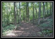 More of Tract 2 - Bohemian Woods