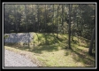 More of Tract 2 - Bohemian Woods