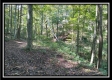 More of Tract 2 - Bohemian Woods