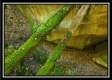 The Caves at Bohemian Woods property photo