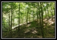 The Caves at Bohemian Woods property photo