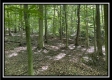 The Caves at Bohemian Woods property photo